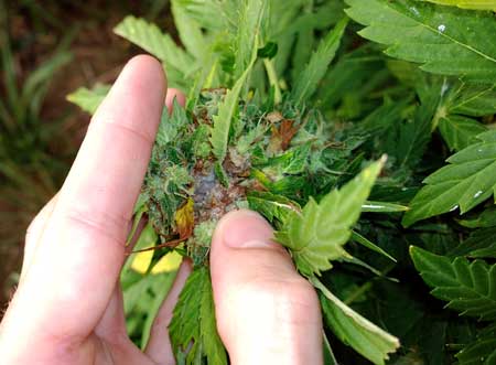 Bud rot (Botrytis Blight) - this is what it often looks like inside the rotting buds. "I noticed one brown sugar leaf and it came out unfortunately easily, exposing what was inside." ~ Cannabis Grower