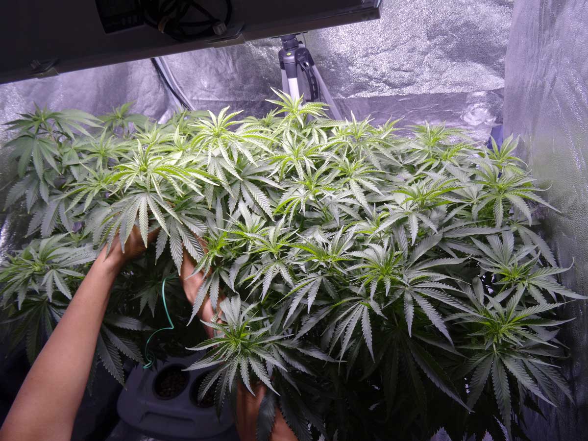 Seeds pot climate & growing conditions for indoor cultivating