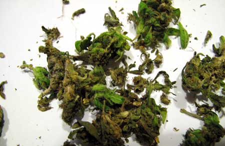 Cannabis buds covered in bud rot - throw these away immediately!