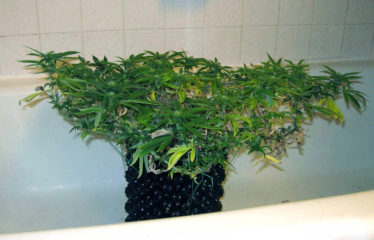 Cannabis Low Stress Training (LST) Tutorial Grow Weed Easy