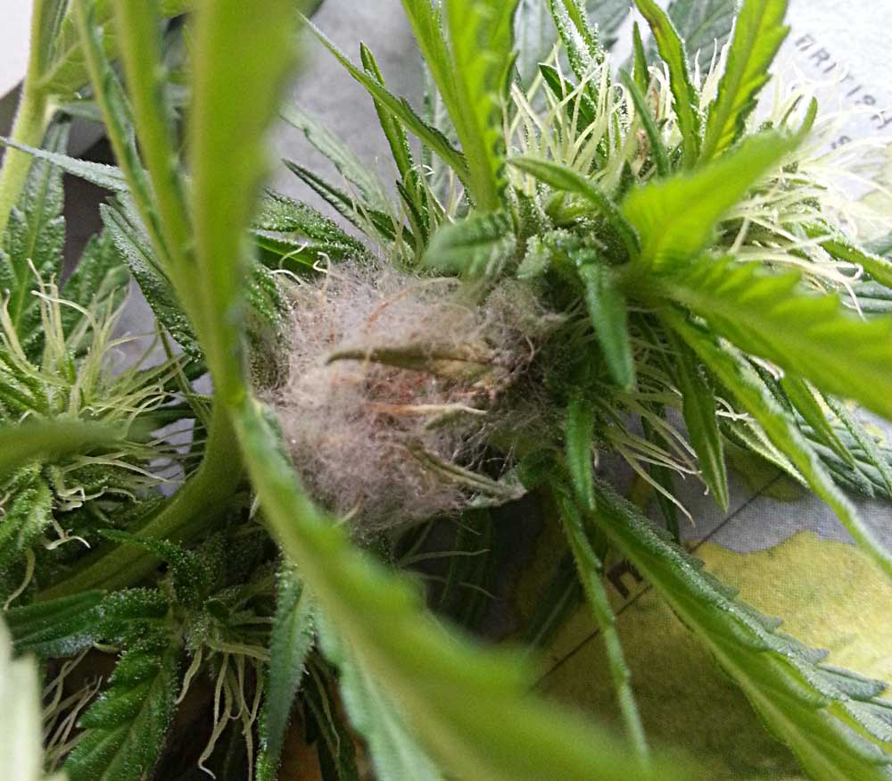Image result for botrytis on cannabis