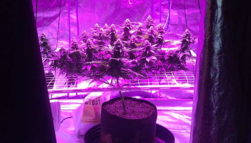 How to Take True-Color Pictures Under LED Grow Lights | Grow Weed Easy