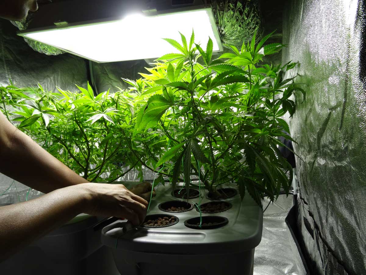 When to remove fan leaves during veg 4 Cannabis Defoliation Tutorial To Increase Yields | Grow Weed Easy