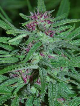 "Panama" strain cannabis plants get their pink color because of genetics