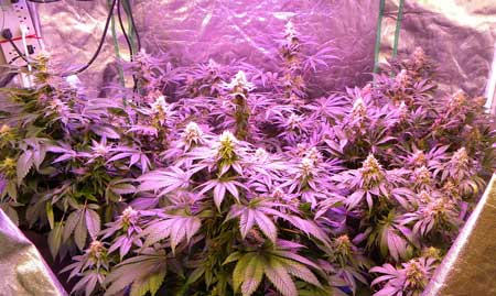An example of plants under LED grow lights - the photographer has moved back to incorporate more natural light into the picture, giving you a better idea of what the natural colors might look like