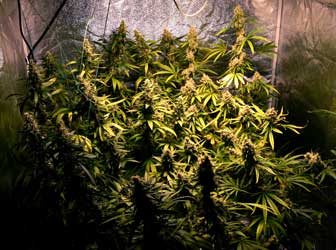 A trained cannabis plant showing off her rows of colas covered in bud