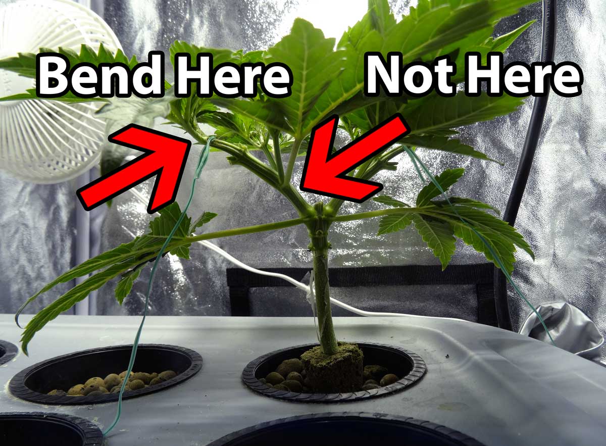Cannabis Low Stress Training (LST) Tutorial Grow Weed Easy