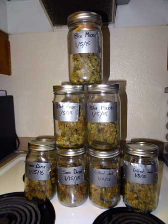 Final harvest! This is all the buds stacked in their jars. There is about 6.7 ounces of bud in these jars!