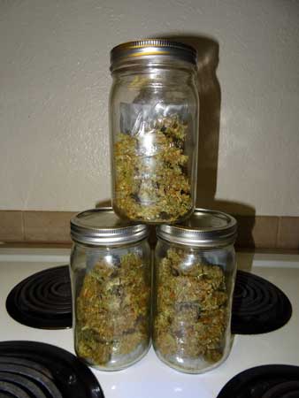 Blue AutoMazar cannabis harvest in 3 jars