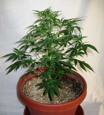 You can see through the plant, and light easily reaches the bottom, so this cannabis plant doesn't need to be defoliated. 
