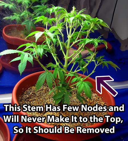 This stem is low on the cannabis plant with few nodes, so it should be removed. The defoliation technique helps your plant put all it's resources into the buds at the top of the plant will get the biggest