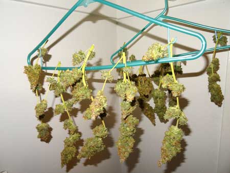 Critical Jack auto-flowering buds hanging in my closet