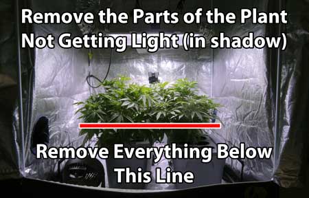 Cannabis Defoliation Technique - remove the parts of the plant that are in complete shadow