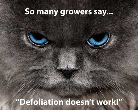 So many growers say, "Defoliation doesn't work!"