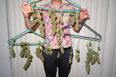 Holding up all the trimmed Sour Diesel auto-flowering buds after harvest