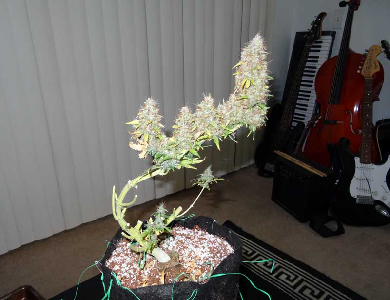 Cannabis Low Stress Training (LST) Tutorial Grow Weed Easy