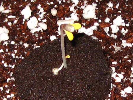 Twin seedlings - two sets of cannabis cotyledons (first round leaves) coming out of one seed