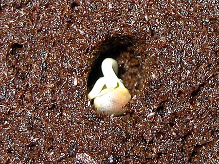 This cannabis seed germinated with two tap roots - "twins"