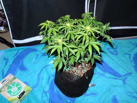 Sour Diesel auto-flowering cannabis plant - although it's still suffering from some yellowing, it's growing fast and making buds
