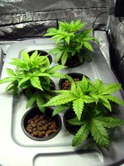 Example of happy cannabis plants in the vegetative stage growing in a DWC hydroponic setup 