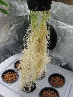 beautiful-roots-dwc-bubbleponics-hydro-green-tops1-sm.jpg