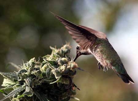 Hummingbirds are so cute, and they seem to like cannabis buds