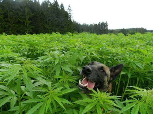 Picture of a very happy dog in a sea of cannabis plants!