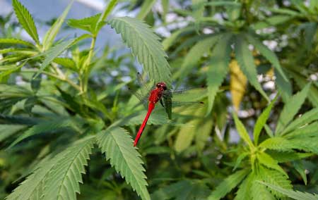 A dragonfly daintily sitting on a cannabis leaf in a greenhouse