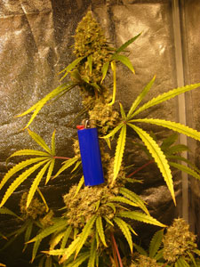 This is Wonder Woman; the definition of a fast and hardy strain!