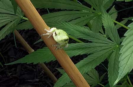 Picture of a frog in a cannabis garden