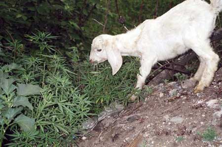 Picture of a goat eating cannabis plants