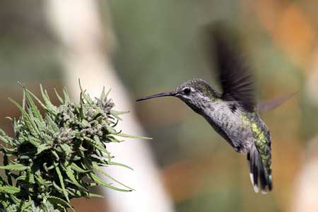 A hummingbird visiting a cannabis flower