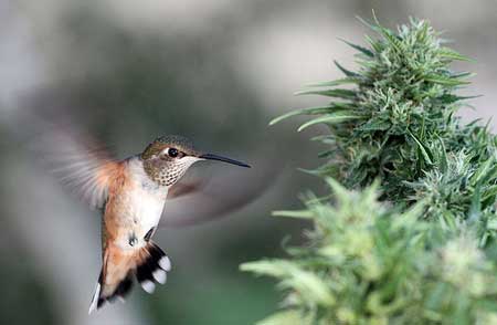 Apparently hummingbirds like marijuana plants :)