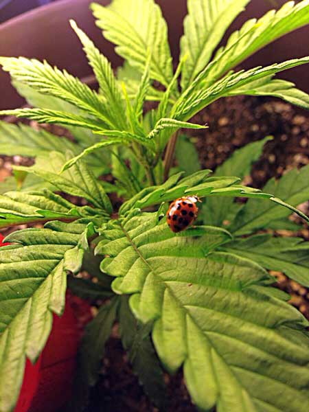 Picture of a little ladybug sitting on a growing cannabis plant indoors