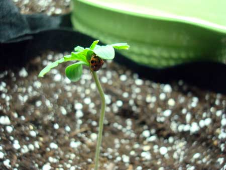 Picture of a lady bug perched on the cotyledon leaves of a young cannabis seedling