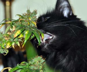 Picture of a cat eating a cannabis plant... cat, no!!! Beware pets eating your cannabis plants!