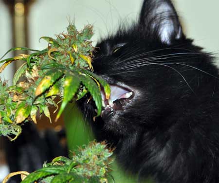 Picture of a cat eating a cannabis plant... cat, no!!!