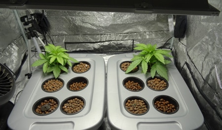 Dwc marijuana grow