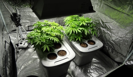 Growing hydroponic weed dwc