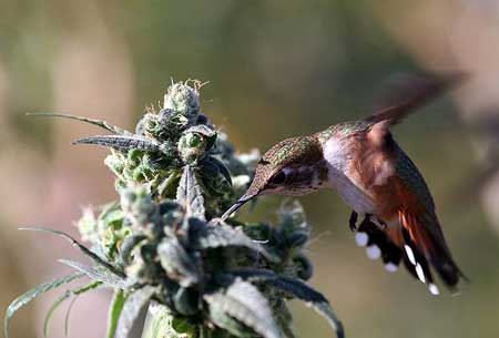 A busy hummingbird checking out some marijuana