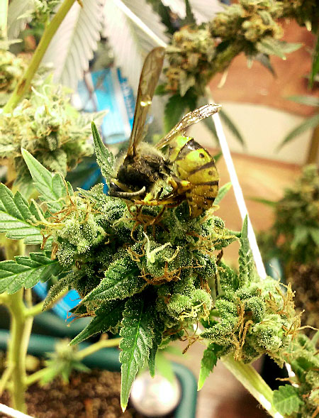 A yellow jacket wasp enjoying some cannabis buds :)