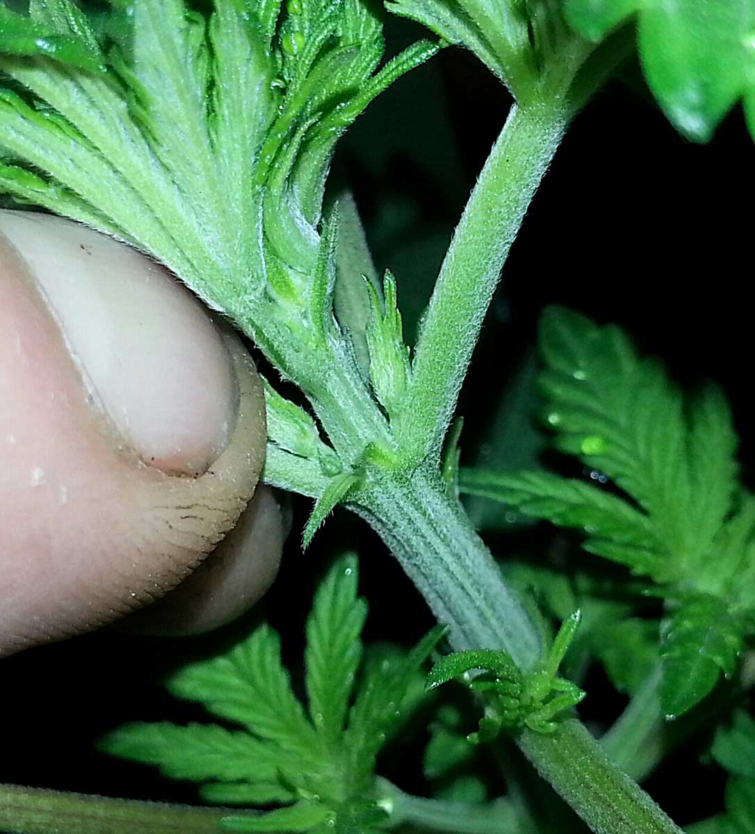 Example of a male cannabis pre-flower that.
