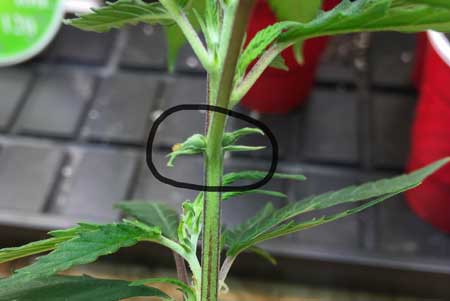 Example of a cannabis pre-flower that is female even though you can't see the pistil