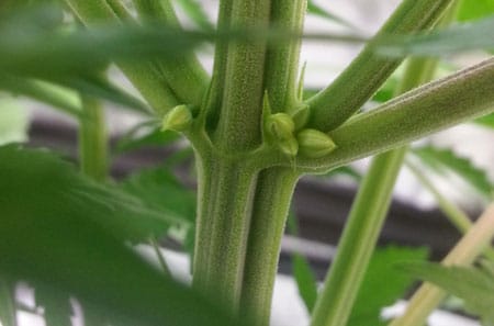 Male pollen sacs on a cannabis plant in the flowering stage