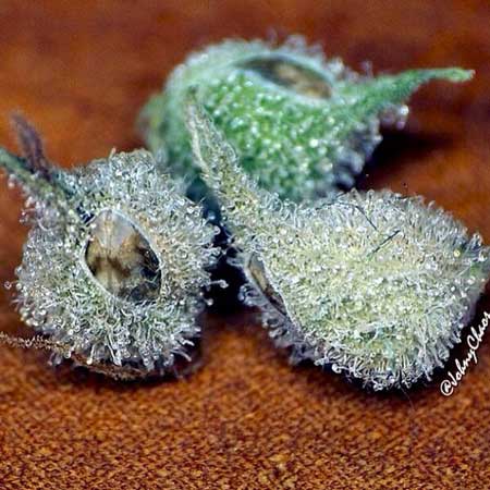 Calyxes with cannabis seeds popping out