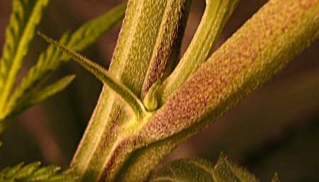 A female cannabis calyx with no white pistil yet. This is a female pre-flower, though it can be difficult to know for sure until you see the hairs appear