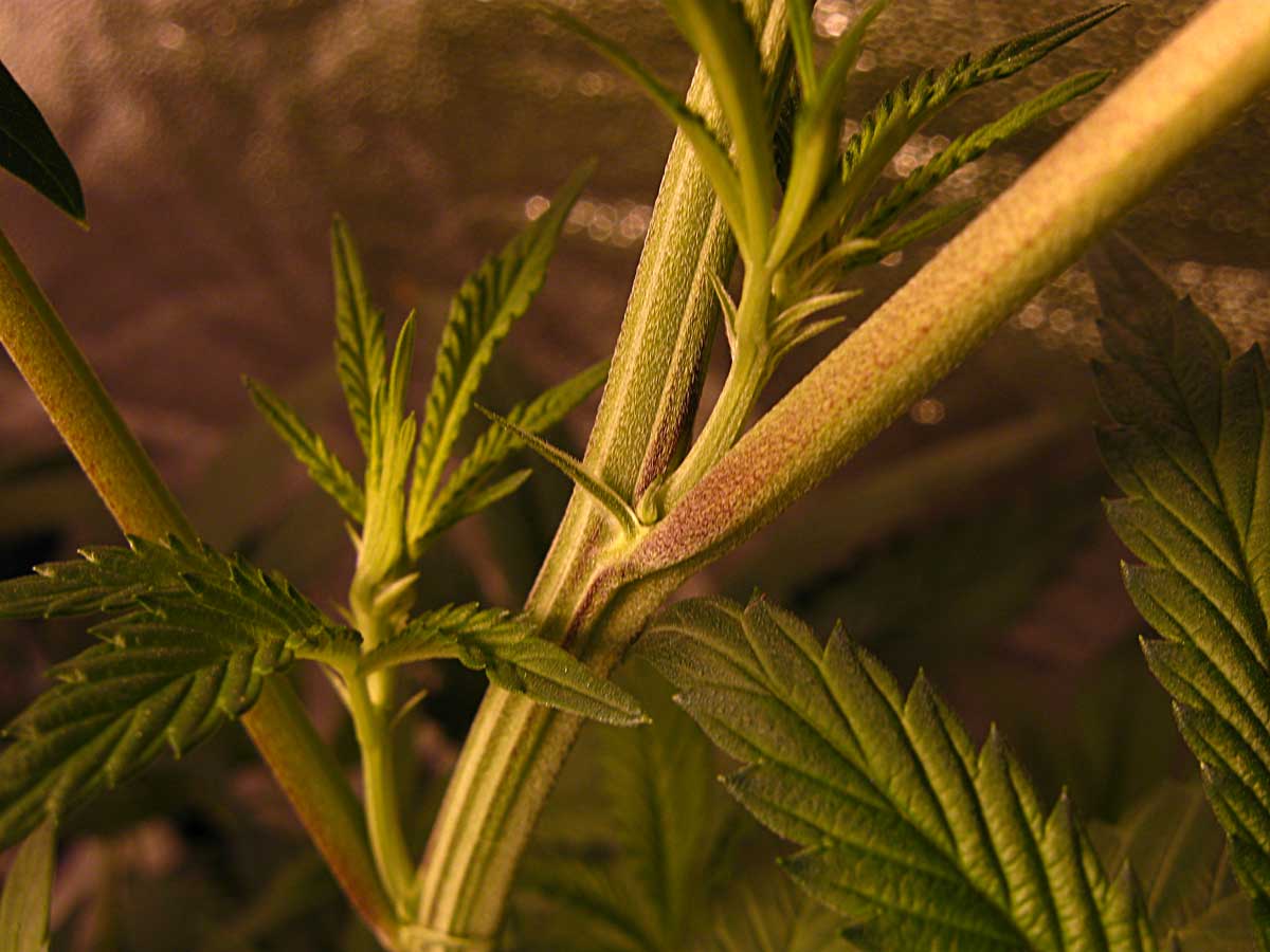 Super close-up picture of a female cannabis pre-flower. 