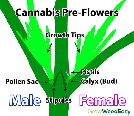 Diagram předkvětů konopí - graf ukazuje rozdíl mezi samčími a samičími předkvěty