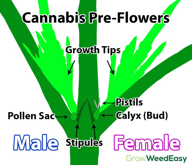 How To Tell Sex Of Cannabis Plants With Pictures Grow Weed Easy 