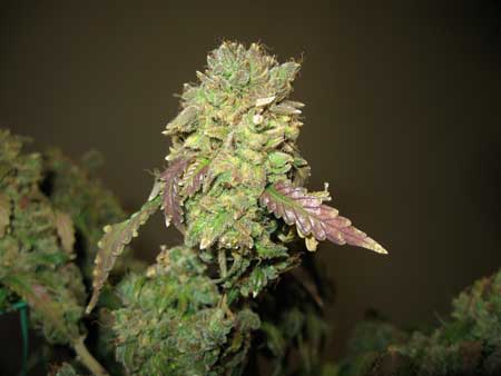 If your bud appears this burnt, harvest immediately!